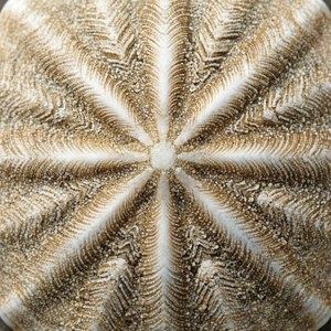 Top-down tekstur af sand dollar med indviklede markeringer, beige og hvid.
