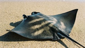 Cownose ray resting on sand with dappled light.