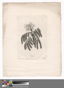 Sassa by John Beugo, in Engraving. Download this artwork as a high-resolution wallpaper for desktop, tablet, or mobile. — John Beugo Wallpaper