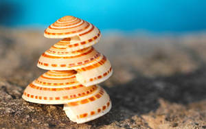 Staplade snäckskal med orange ränder på sandstrand nära blått vatten.