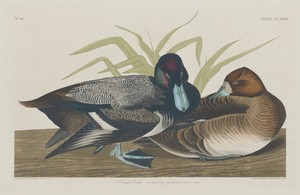 Scaup Duck by Jr. Robert Havell, created 1834, in hand-colored engraving and aquatint on Whatman wove paper. Download this artwork as a high-resolution wallpape — Jr. Robert Havell Wallpaper