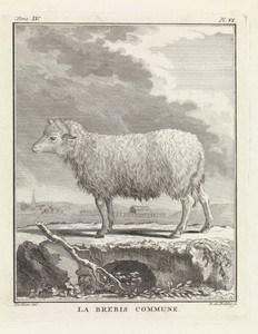 Schaap by Barent de Bakker, created 1762 - 1804, in paper; etching; engraving. Download this artwork as a high-resolution wallpaper for desktop, tablet, or mobi — Barent de Bakker Wallpaper