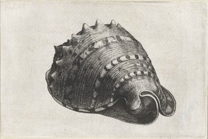 Schelp, cassis cornuta by Wenceslaus Hollar, created 1644 - 1652, in paper; etching. Download this artwork as a high-resolution wallpaper for desktop, tablet, o — Art Picture