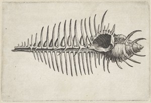 Schelp, murex pecten by Wenceslaus Hollar, created 1644 - 1652, in paper; etching. Download this artwork as a high-resolution wallpaper for desktop, tablet, or — Art Wallpaper