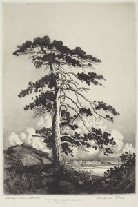 Sentinel Pine by George Elbert Burr, created c. 1916, in etching and drypoint in black on laid paper. Download this artwork as a high-resolution wallpaper for d — George Elbert Burr Wallpaper