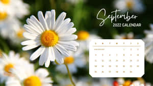 Calendario de septiembre de 2022 con margaritas al fondo — Temporada de otoño Fondos de pantalla