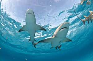 Two sharks swimming underwater in clear blue ocean water. — Scary Shark Picture