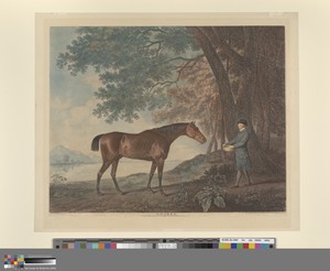 Sharke by George Townley Stubbs, in Color-printed stipple engraving with etching and engraving on thick, slightly textured, cream wove paper. Download this artw — George Townley Stubbs Wallpaper