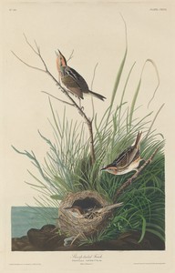 Sharp-Tailed Finch by Jr. Robert Havell, created 1832, in hand-colored engraving and aquatint on Whatman wove paper. Download this artwork as a high-resolution — Jr. Robert Havell Wallpaper