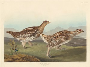Sharp-tailed Grous by Jr. Robert Havell, created 1837, in hand-colored engraving and aquatint on Whatman wove paper. Download this artwork as a high-resolution — Art Wallpaper