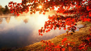 Red maple leaves frame a misty lake at sunrise. — Fall Season Picture