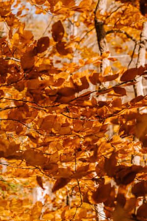 Folhas douradas de outono brilhando na luz do sol através de um dossel de floresta. — Fall Scenes Papéis de Parede