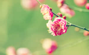 Rosa blommor som blommar på en gren med en mjuk grön bakgrund. — Enkla vårbilder Bakgrundsbilder