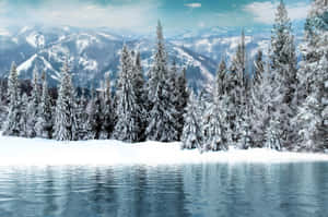 Snötäckta tallar speglar sig i en frusen sjö med berg i bakgrunden. — Enkel vinter Bakgrundsbilder