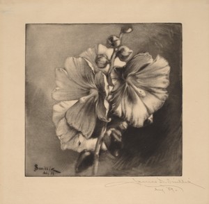 Single Hollyhocks by James David Smillie, created 1889, in mezzotint with drypoint in black. Download this artwork as a high-resolution wallpaper for desktop, t — James David Smillie Wallpaper