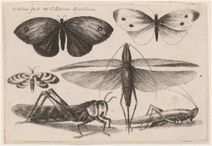 Six Insects by Wenceslaus Hollar, created 1646, in etching on laid paper. Download this artwork as a high-resolution wallpaper for desktop, tablet, or mobile. — Wenceslaus Hollar Wallpaper