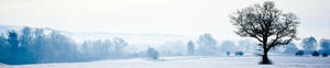 A solitary tree in a snowy field under a hazy winter sky. — Three Screen Picture
