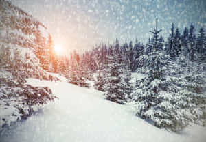 Snow-covered pine trees under a glowing winter sun with falling snow. — Snowy Landscape Picture