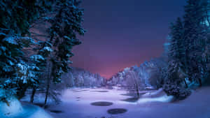 Snowy Forest Background