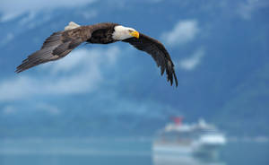 Bald eagle flying over water with mountains and cruise ship in background — Flying Fish Picture