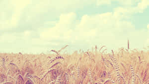 Golden wheat field under a soft pastel sky with fluffy clouds. — Soft Aesthetic Computer Picture
