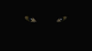Two glowing cat eyes in total darkness watching silently. — Solid Black Picture