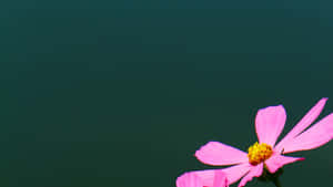 Fleur de cosmos rose avec centre jaune sur fond bleu-vert