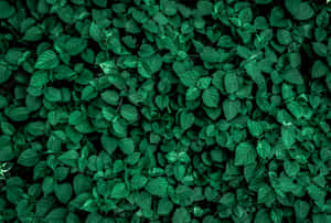 Gros plan d'un feuillage vert luxuriant avec des formes de feuilles et un éclairage variés.