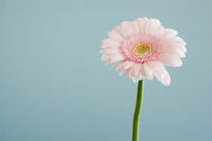 En rosa gerbera tusensköna med grön stjälk på blå bakgrund — Solid Dark Blue Bakgrundsbilder