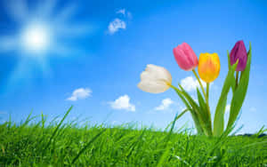 Tulipanes coloridos creciendo en hierba verde bajo un cielo azul soleado con nubes. — Flores coloridas Fondos de pantalla