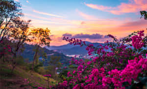 Rosa Bougainvillea-Blüten im Vordergrund mit Sonnenuntergang über Hügeln und fernen Stadtlichtern. — Ästhetik Rosafarbener Blumen Wallpaper