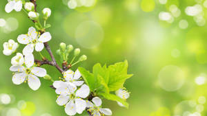 En gren med vita körsbärsblommor och gröna blad mot en mjuk grön bakgrund.