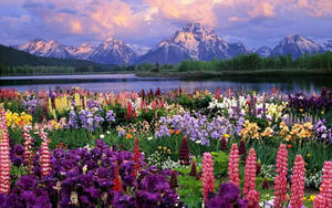 Färgglada lupinblommor blommar nära en sjö med snöklädda berg under en skymningshimmel. — Cute Spring Desktop Bakgrundsbilder
