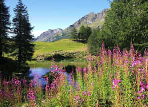 Purple wildflowers border a calm mountain lake with rocky peaks in the background. — Spring Laptop Wallpaper
