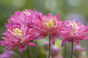 Pink flowers with yellow centers bloom in a garden. — Blur Effect Picture