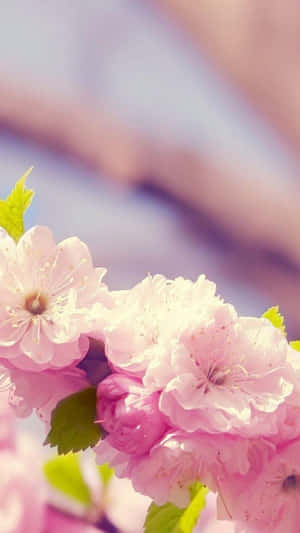 Flores de cerezo rosa con hojas verdes en una rama contra un fondo suave y borroso — Lindos Fondods de Primavera para iPhone Fondos de pantalla