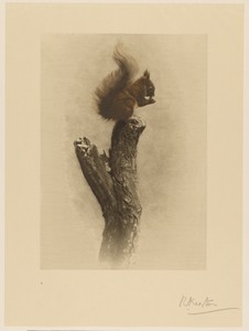 Squirrel by Richard Kearton, created negative about 1895–1905; print 1905. Download this artwork as a high-resolution wallpaper for desktop, tablet, or mobile. — Art Picture