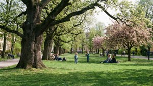 Vår i Karlskronas bypark med kirsebærblomster