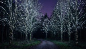 En magisk skog opplyst av stjernelys på hver gren.