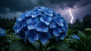 Un grappolo di ortensia blu con gocce di pioggia contro un cielo scuro e tempestoso con fulmini.