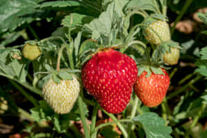 Fresa roja madura que crece en una planta verde con bayas verdes. — Fondods de estética de fresas Fondos de pantalla