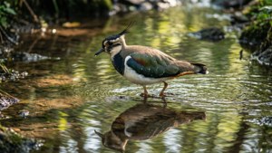 A lapwing walking in a shallow stream with dappled light. — Lapwing Picture