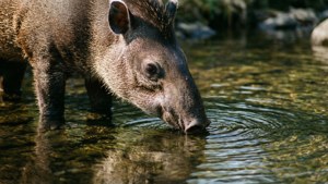 Ein Tapir, der Wasser aus einem ruhigen Waldbach trinkt.
