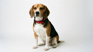 A beagle dog wearing a red collar sits calmly in a studio setting. — Beagle Background