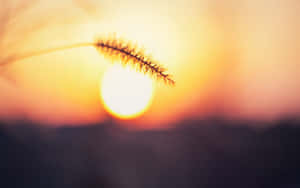 Silhouette of grass against a glowing sunset sky — Here Comes The Sun Picture