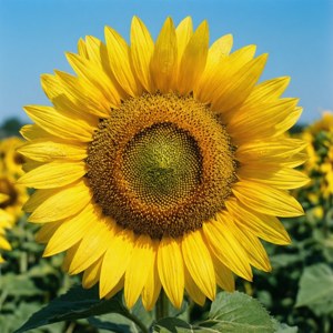 Lebendige Sonnenblumen-Nahaufnahme, die ein glückliches Singleleben symbolisiert.