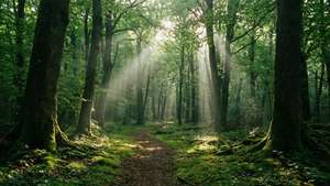 Peaceful forest path with sunlight filtering through trees.