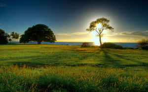 Sunset behind a tree on a grassy field near the ocean.
