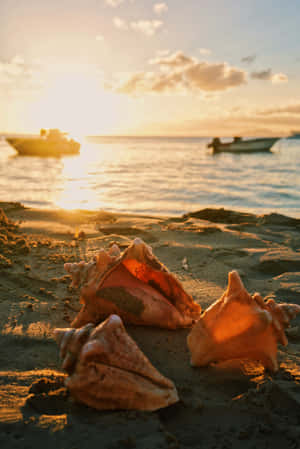 Conchas na praia ao pôr do sol dourado com barcos no oceano — Seashell Aesthetic Papéis de Parede