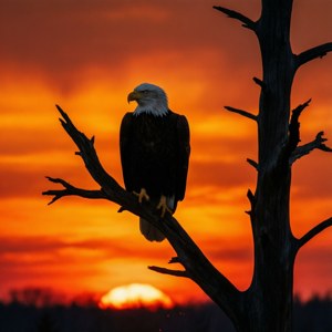 Eagle silhouette at sunset with fiery sky